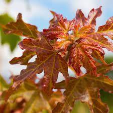 Maple Queen Elisabeth' 4.00 - 4.50 m Acer campestre "Queen Elisabeth"