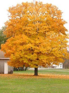 Maple Queen Elisabeth' 4.00 - 4.50 m Acer campestre "Queen Elisabeth"