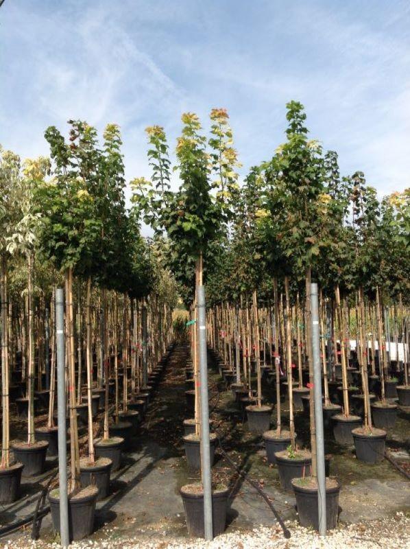 Globular Maple 2.50 - 3.00 m Acer Platanoides Globusum"