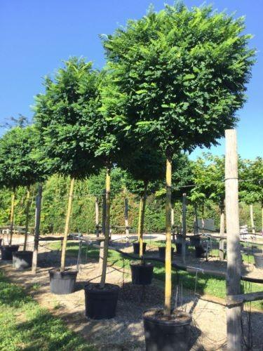 Salcam Globular 3.00 - 3.50 m Robinia pseudoacacia Umbraculifera"