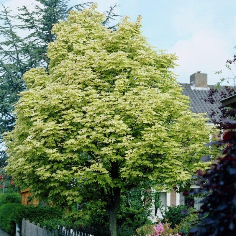 Artar Drummondii" 3.00 - 3.50 m Acer Platanoides "Drummondii"