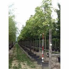 Artar Drummondii" 3.00 - 3.50 m Acer Platanoides "Drummondii"