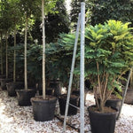 Mahonie Charity"  0.60 - 0.80 m  Mahonia x media "Charity"