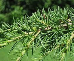 Cedar of Lebanon 1.50 - 1.75 m Cedrus lebani