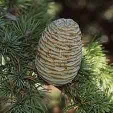 Cedar of Lebanon 1.50 - 1.75 m Cedrus lebani