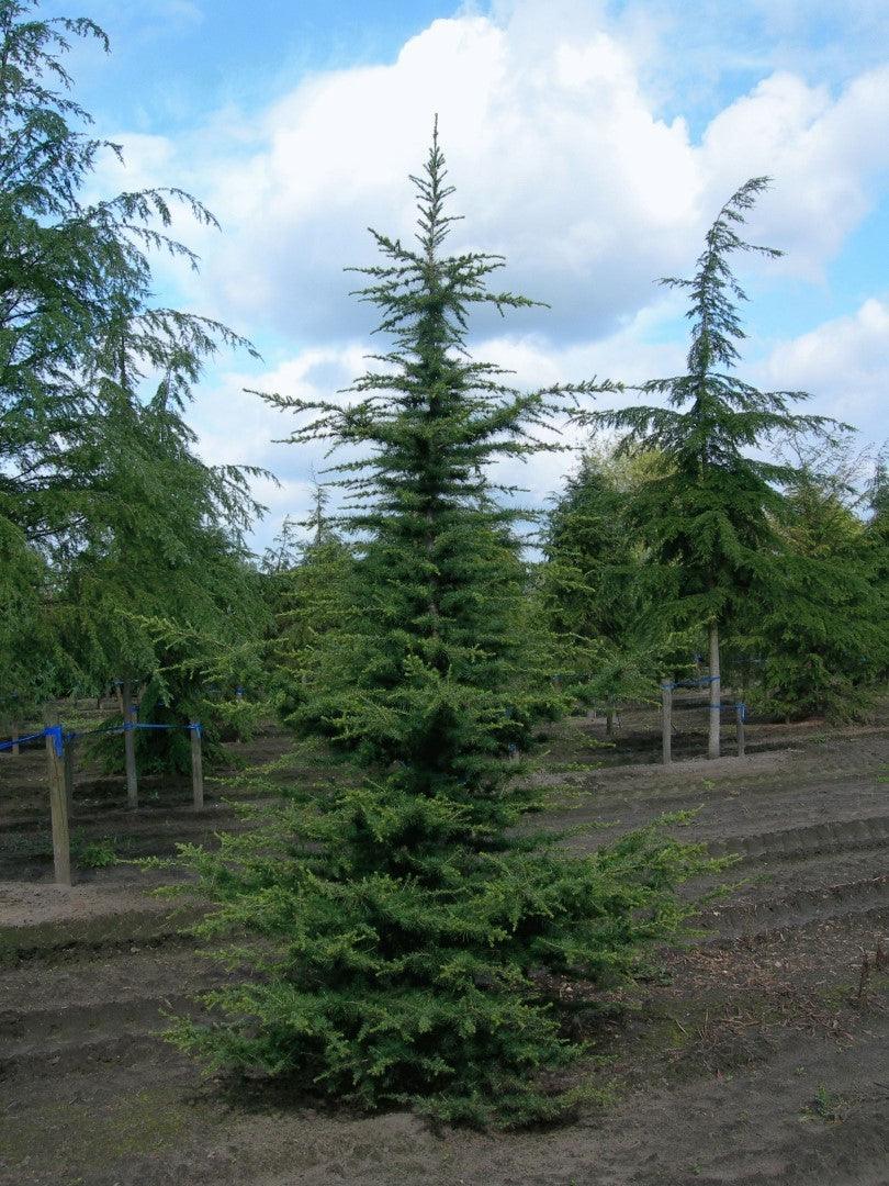 Cedar of Lebanon 1.50 - 1.75 m Cedrus lebani