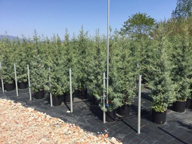 Chiparos de Arizona fastigiat 1.75 - 2.00 m Cupressus arizonica ‘Fastigiata’