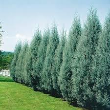 Chiparos de Arizona fastigiat 1.75 - 2.00 m Cupressus arizonica ‘Fastigiata’