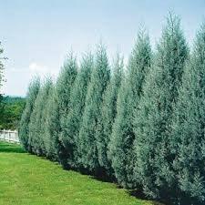 Chiparos de Arizona fastigiat 2.00 - 2.50 m Cupressus arizonica ‘Fastigiata’
