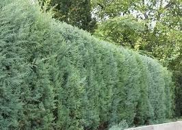 Chiparos de Arizona fastigiat 1.75 - 2.00 m Cupressus arizonica ‘Fastigiata’