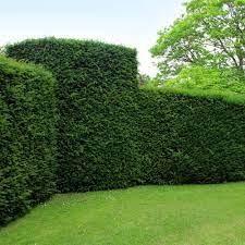 Yew 1.30 - 1.40 m Taxus baccata