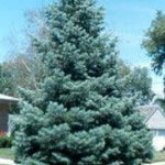 Brad alb  1.70 - 2.00 m  Abies concolor