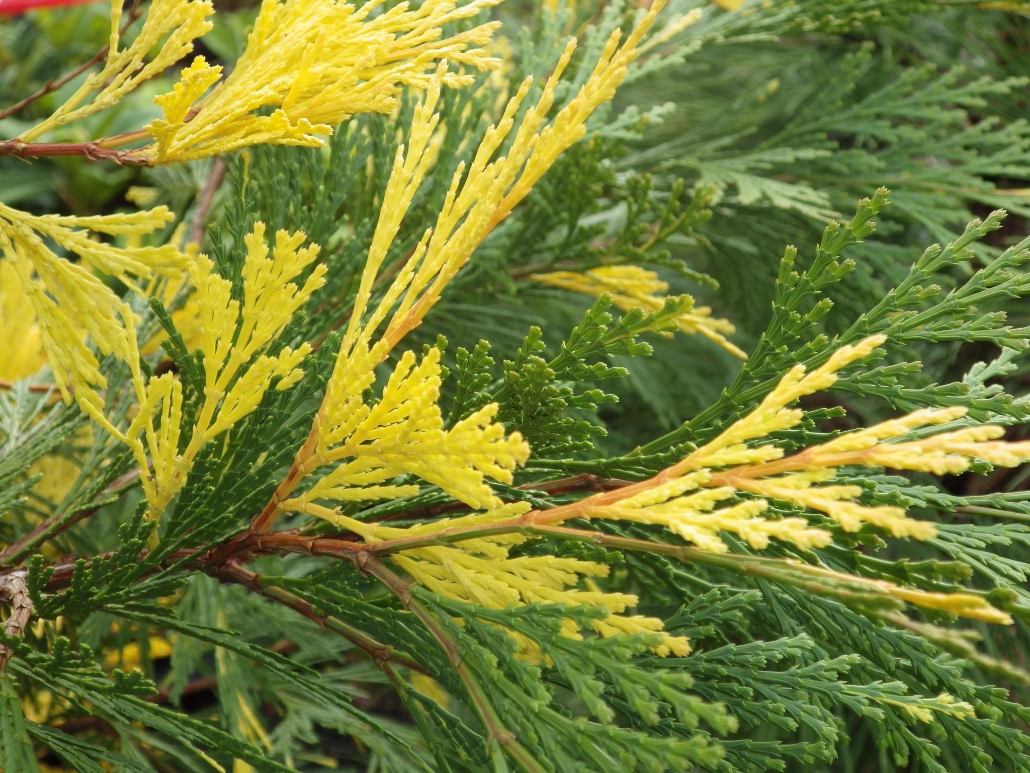 Variegated California cedar 1.50 - 1.70 m Calocedrus decurrens Aureovariegata"