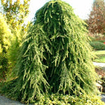 Pendulum Himalayan cedar 2.00 - 2.30 m Cedrus deodara Pendula"