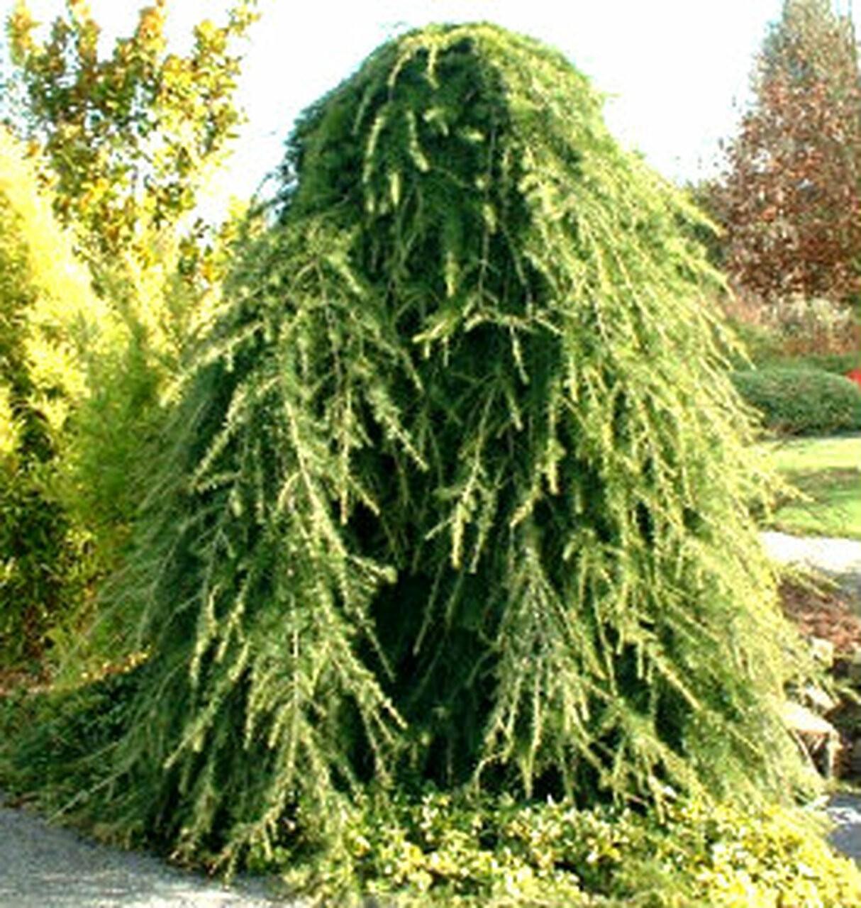 Pendulum Himalayan cedar 2.20 - 2.50 m Cedrus deodara Pendula"