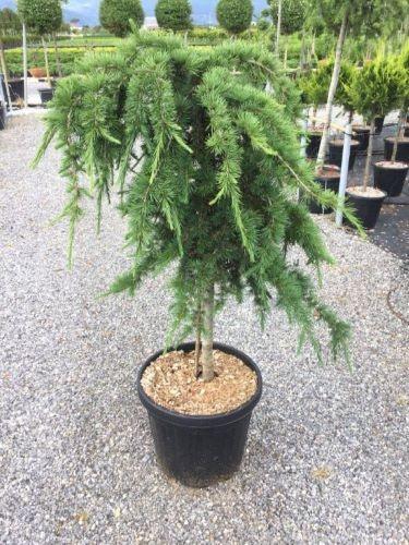Cedar of Lebanon Sargentii" 1.50 - 1.75 m Cedrus lebani "Sargentii"