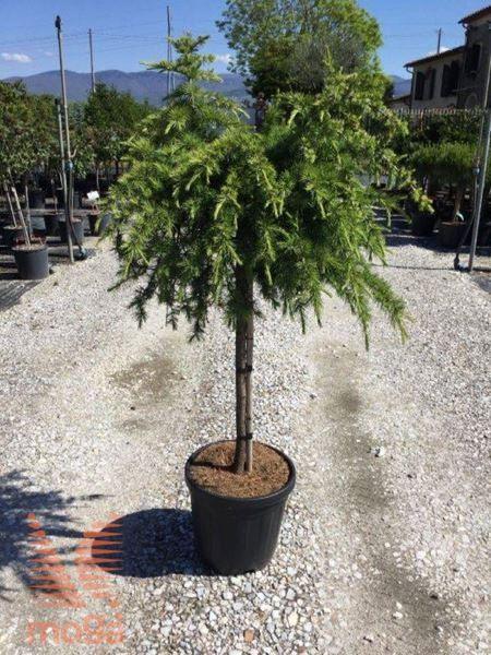 Cedar of Lebanon Sargentii" 1.50 - 1.75 m Cedrus lebani "Sargentii"