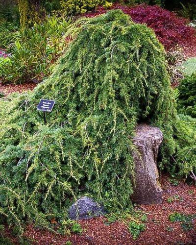 Cedar of Lebanon Sargentii" 1.50 - 1.75 m Cedrus lebani "Sargentii"