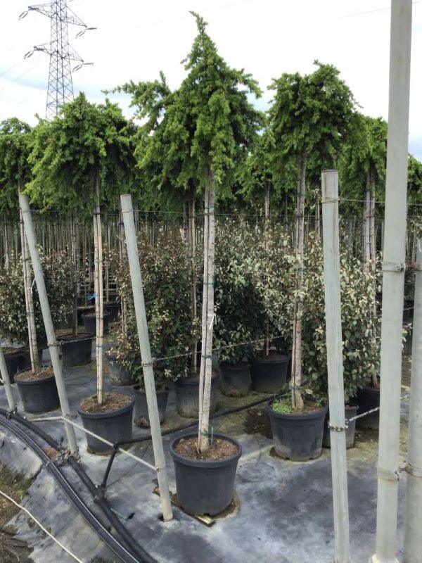 Cedar of Lebanon Sargentii" 2.00 - 2.50 m Lebanese cedar "Sargentii"