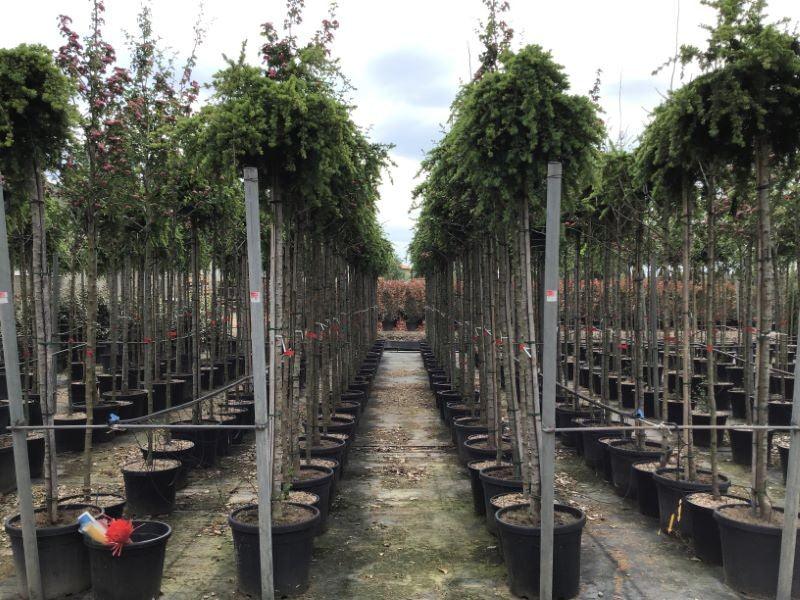 Cedar of Lebanon Sargentii" 2.00 - 2.50 m Lebanese cedar "Sargentii"