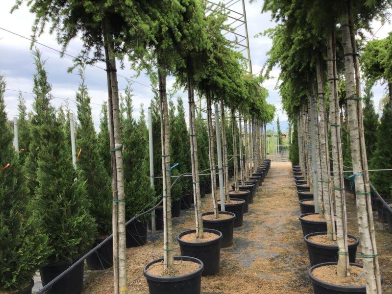 Cedar of Lebanon Sargentii" 2.00 - 2.50 m Lebanese cedar "Sargentii"