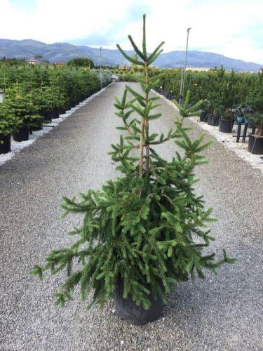 Spruce 'Inversa' 1.20 - 1.50 m Picea abies 'Inversa'