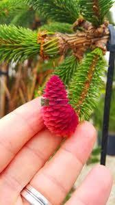 Spruce 'Inversa' 1.20 - 1.50 m Picea abies 'Inversa'