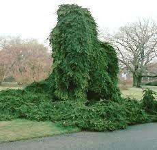 Spruce 'Inversa' 1.20 - 1.50 m Picea abies 'Inversa'