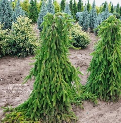 Spruce 'Inversa' 1.20 - 1.50 m Picea abies 'Inversa'