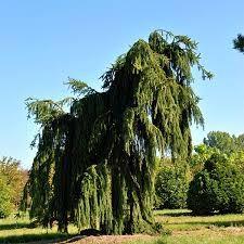 Spruce 'Inversa' 1.20 - 1.50 m Picea abies 'Inversa'