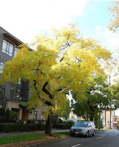 Pendulum Japanese acacia 2.00 - 2.50 m Sophora japonica Pendula"