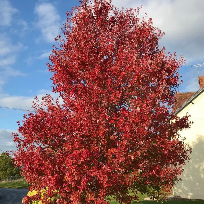 Red maple "Morgan" 2.00 - 2.50 m Acer x freemanii "Morgan"