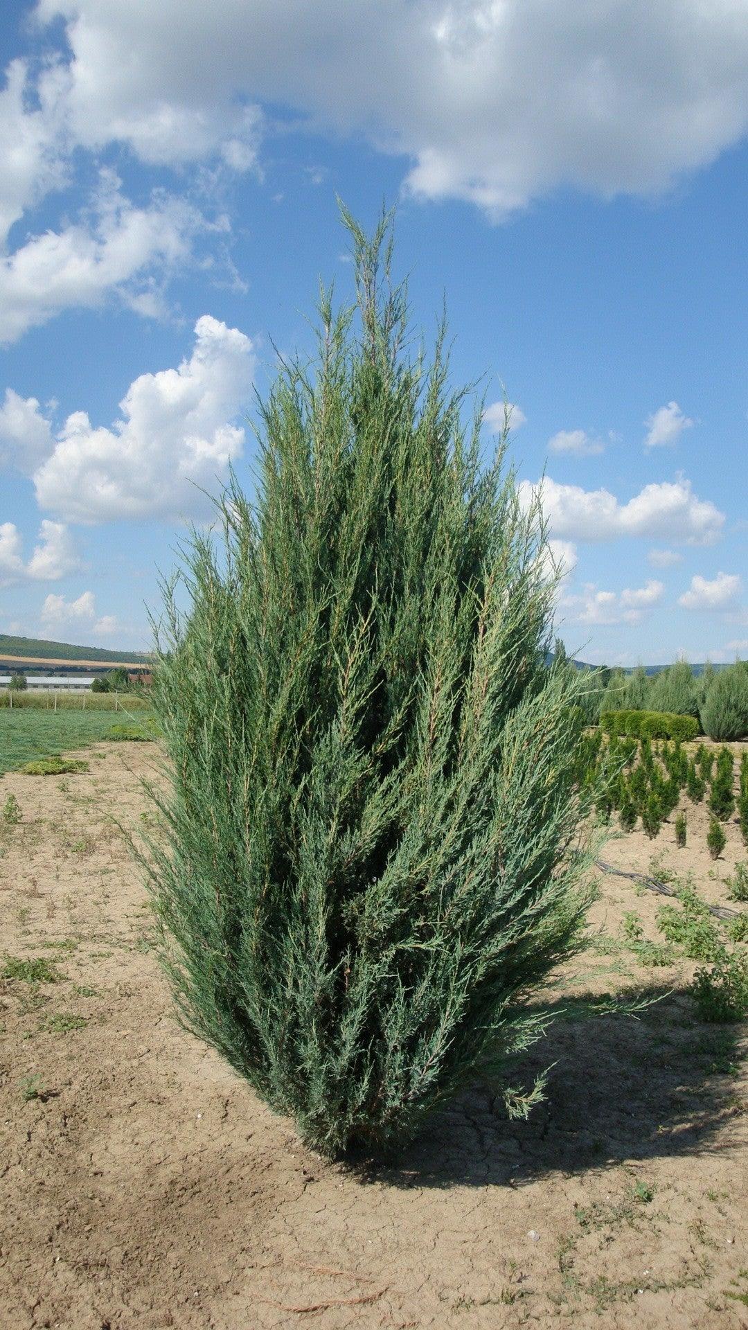 Virginia juniper Blue Arrow" 1.50 - 1.70 m Juniperus virginiana "Blue Arrow"