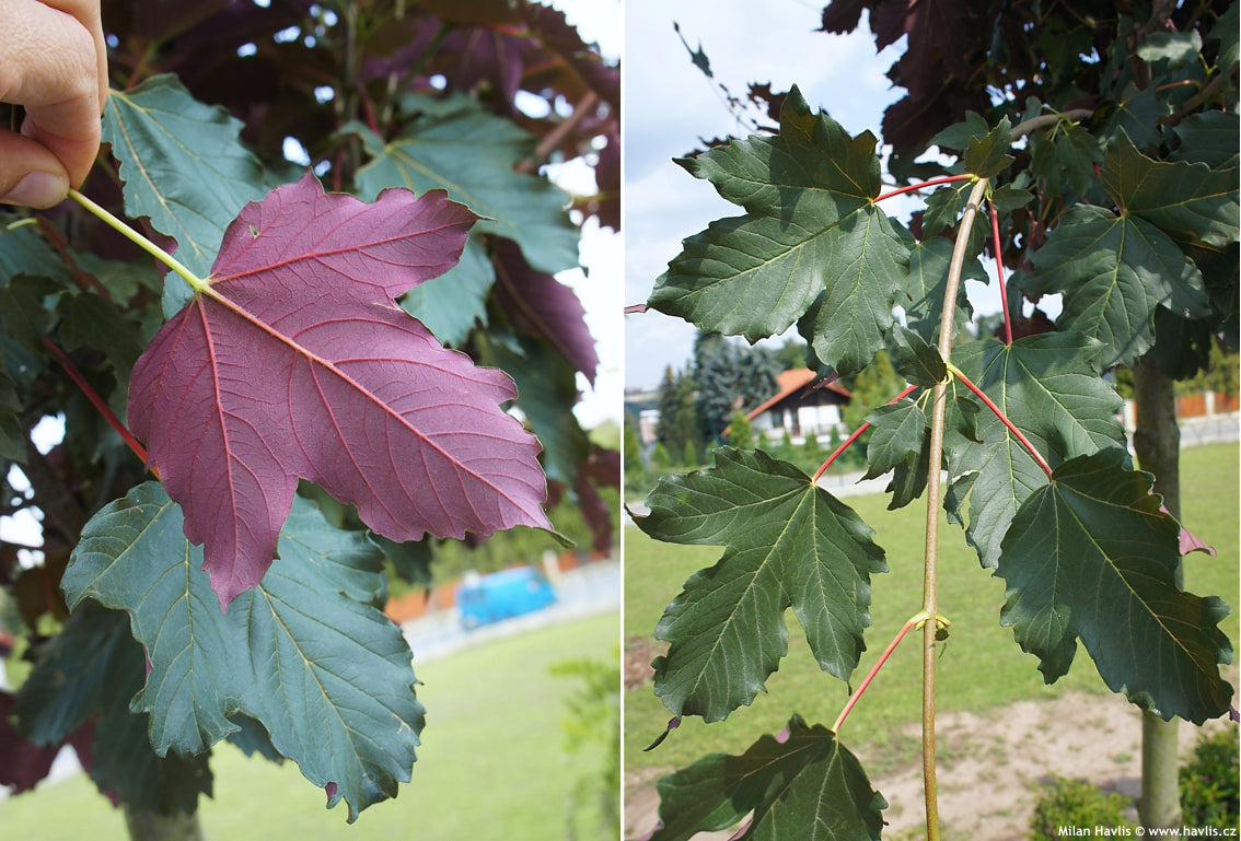 Atropurpureum " 3.00 - 3.50 m Acer pseudoplatanus "Atropurpureum"