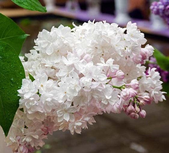 Lilac Beauty of Moscow" 1.20 - 1.50 m Syringa vulgaris "Beauty of Moscow"