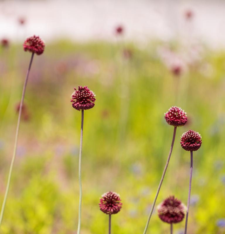 Allium amethystinum Red Mohican