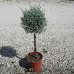 Fastigiata Arizona cypress 0.80 - 1.20 m Cupressus arizonica 'Fastigiata'
