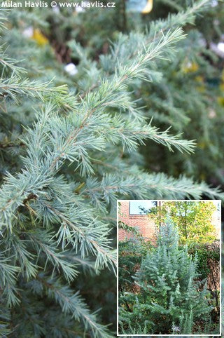 Himalayan Cedar Bush Electra" 2.00 - 2.50 m Cedrus deodora "Bush Electra"