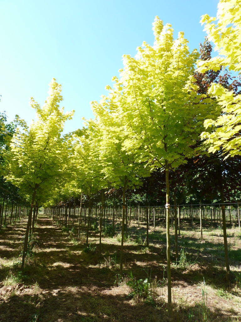 "Princeton Gold" 3.00 - 3.50 m Acer platanoides "Princeton Gold"