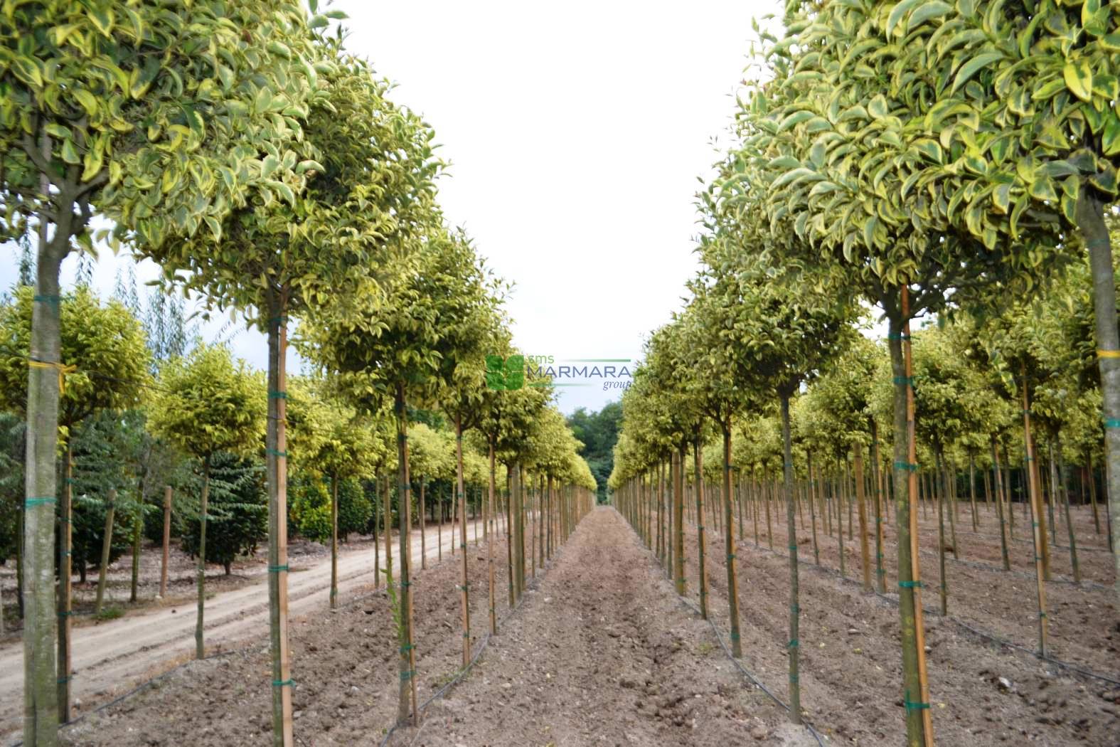 Dogwood Excelsum Superbum" tree 2.50 - 3.00 m Ligustrum japonicum "Excelsum Superbum"