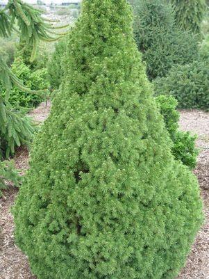 Dwarf conical spruce 1.50 m Picea glauca Conica"