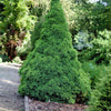 Molid conic pitic 1.50 m  Picea glauca Conica"
