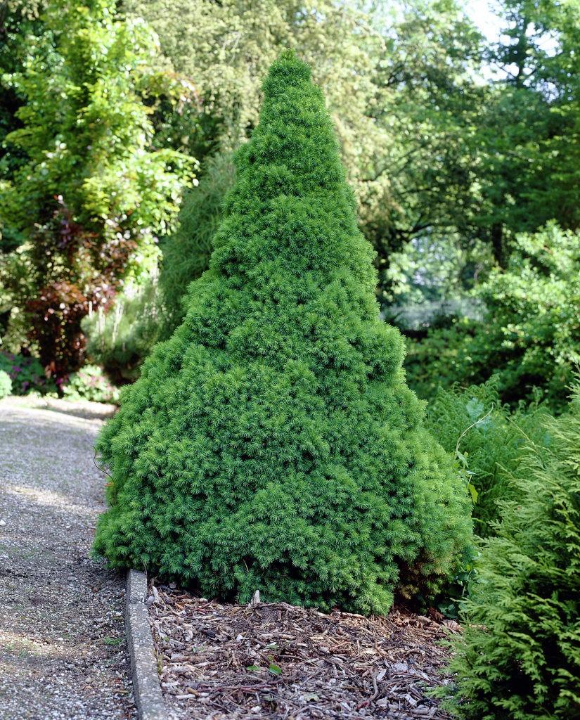 Dwarf conical spruce 1.50 m Picea glauca Conica"