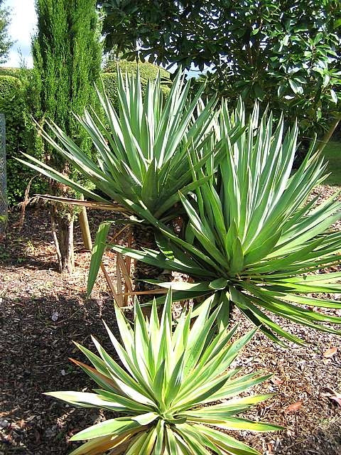 Yucca gloriosa 0.80 - 1.00 m Yucca gloriosa
