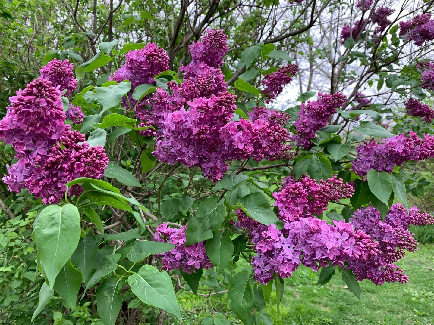 Liliac Charles Joly" 1.20 - 1.50 m Syringa vulgaris "Charles Joly"