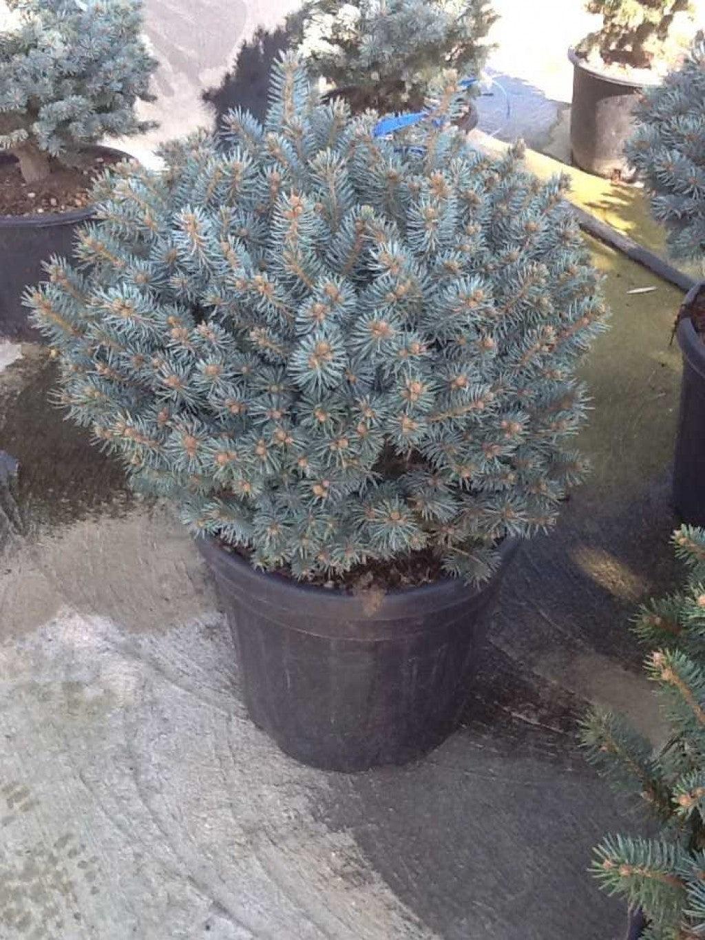 Globular silver spruce 0.40 m - 0.60 m Picea pungens Glauca Globosa"