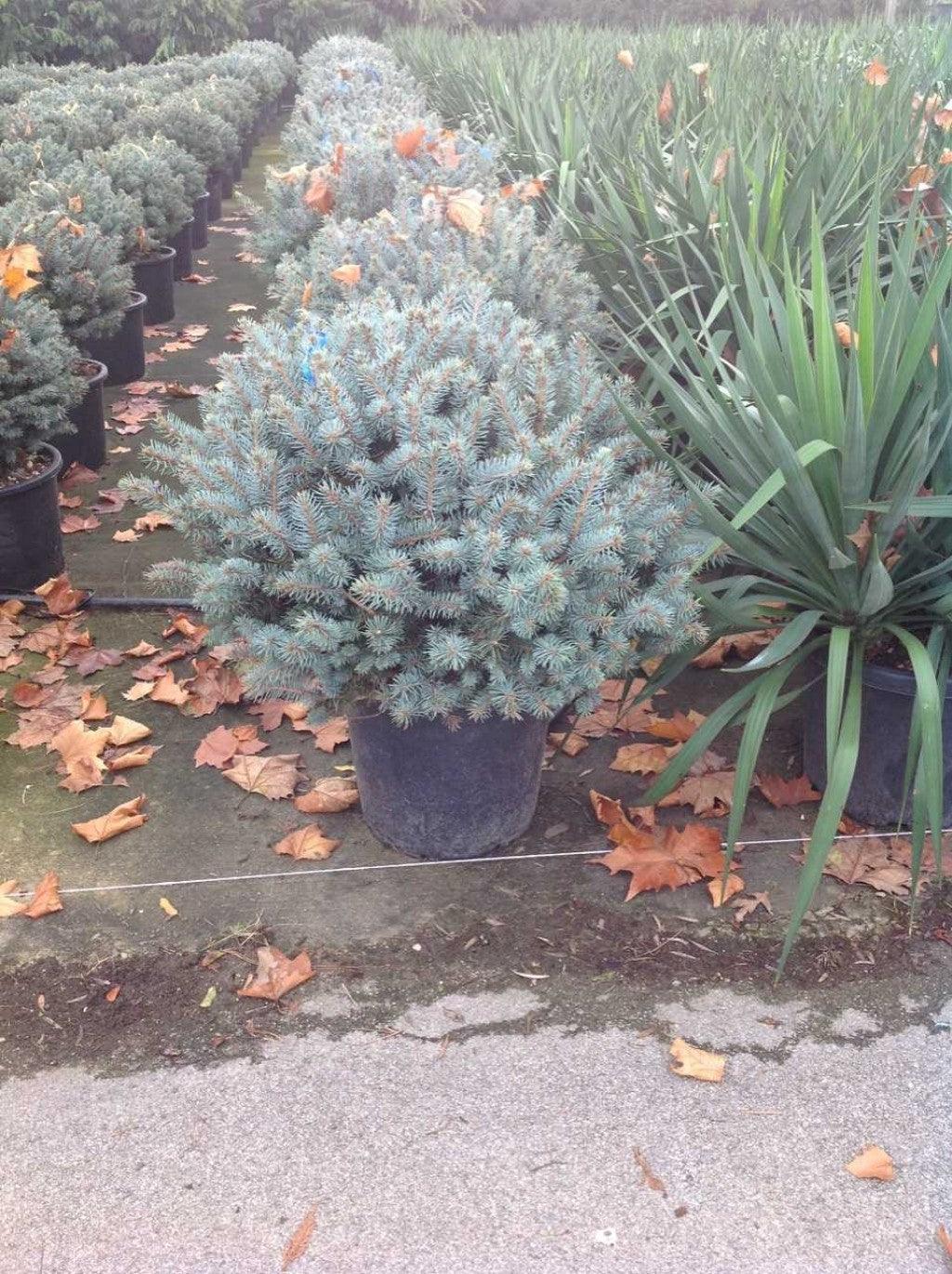 Globular silver spruce 0.40 m - 0.60 m Picea pungens Glauca Globosa"