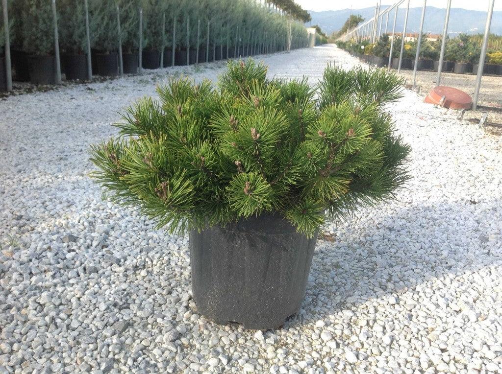 Mughus dwarf pine" 0.30 m - 0.40 m Pinus mugo "Mughus"