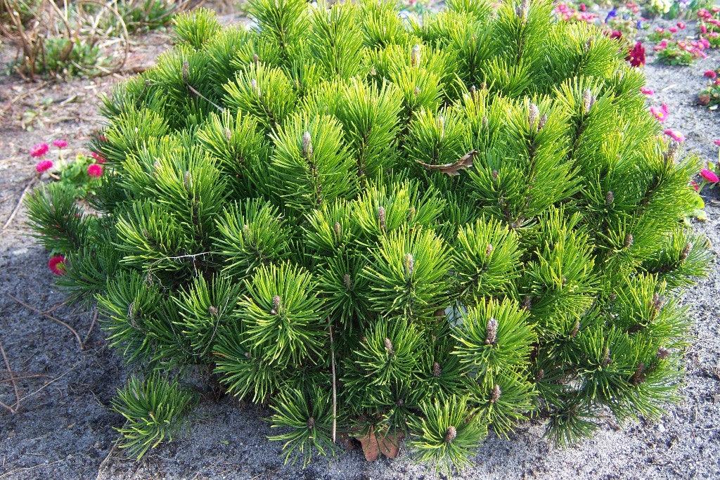 Mughus dwarf pine" 0.30 m - 0.40 m Pinus mugo "Mughus"