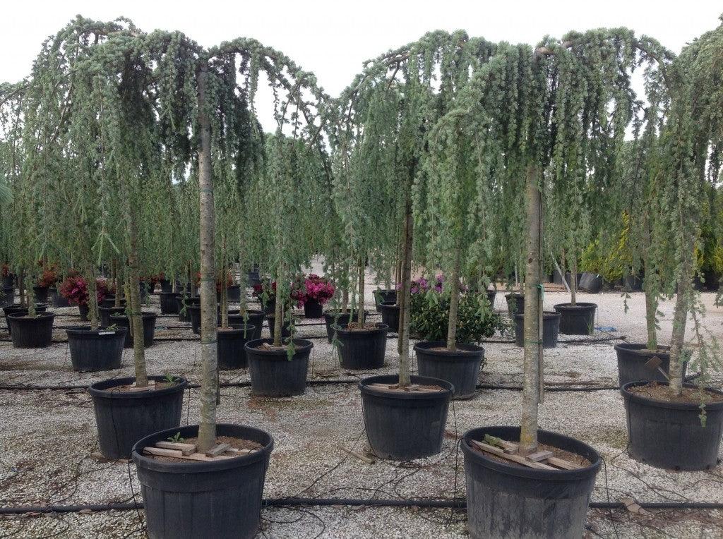 Flowing silver cedar 2.00 - 2.50 m Cedrus atlantica glauca pendula